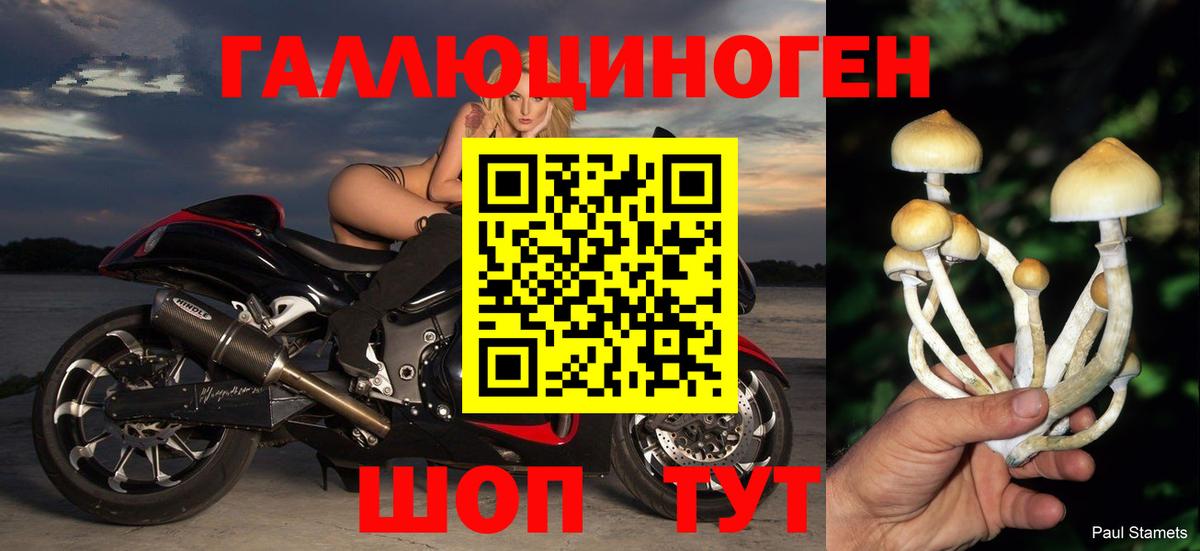 Псилоцибиновые грибы Psilocybe Тутаев